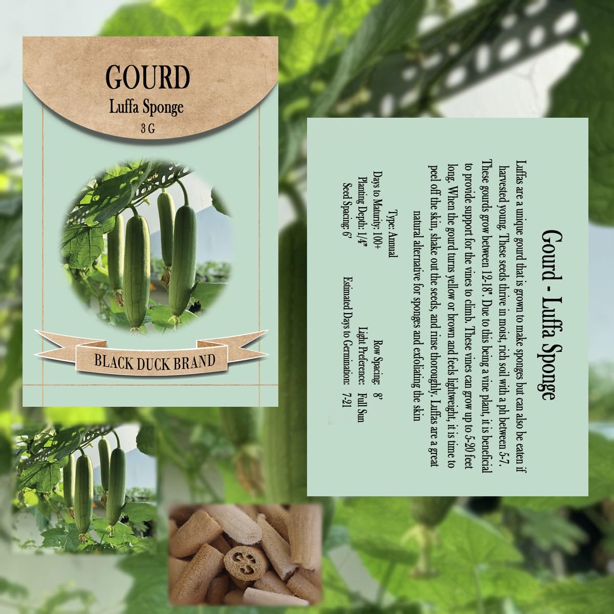 Freedom Farms luffa fruit harvest shows edible gourds and sponges.