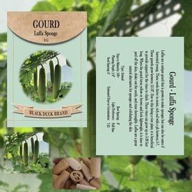 Freedom Farms luffa fruit harvest shows edible gourds and sponges.
