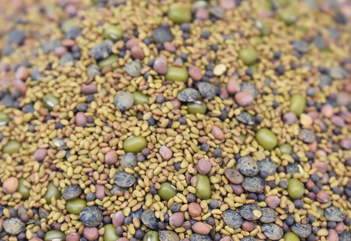 Soaking Freedom Farms seeds alfalfa and broccoli ready to sprout