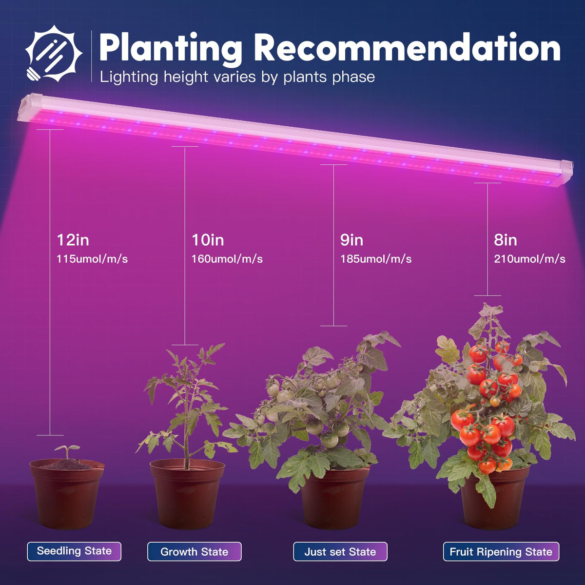 Freelicht LED red-blue spectrum close-up promotes healthy growth for leafy greens.