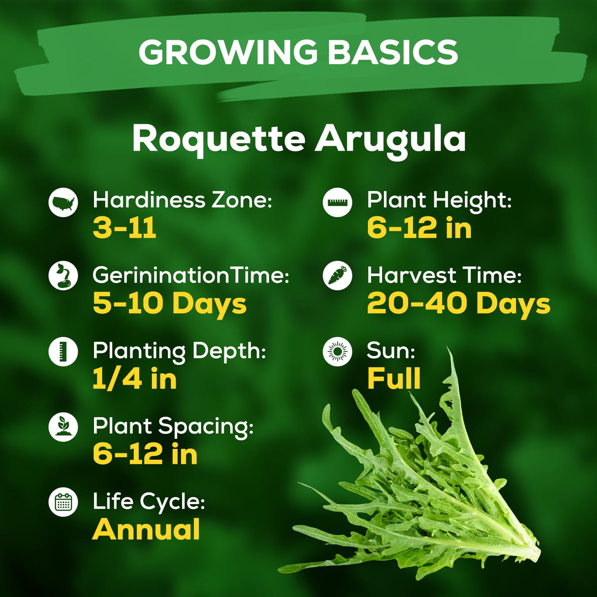 Fruivity arugula seeds ready-to-harvest baby greens from a single compact packet