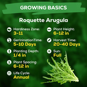 Fruivity arugula seeds ready-to-harvest baby greens from a single compact packet
