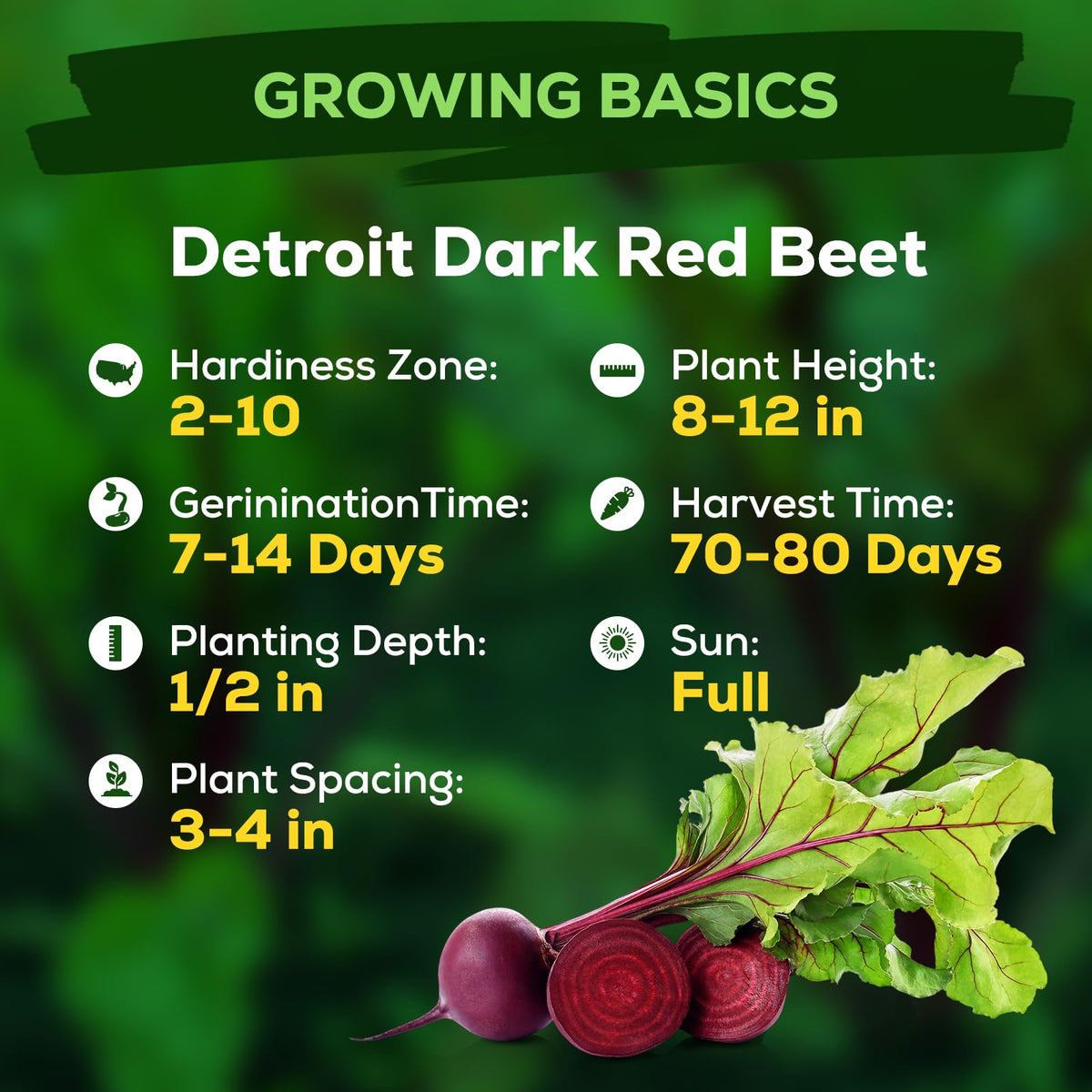 Fruivity Detroit Dark Red Beet seeds germination close-up, strong growth potential