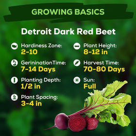 Fruivity Detroit Dark Red Beet seeds germination close-up, strong growth potential