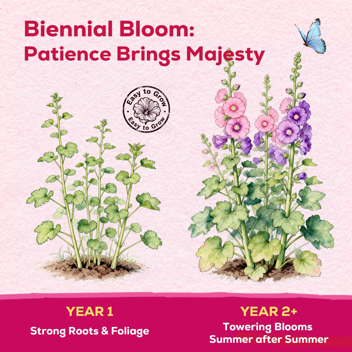 Fruivity hollyhock seeds are easy to grow, ideal for beginners and busy gardeners