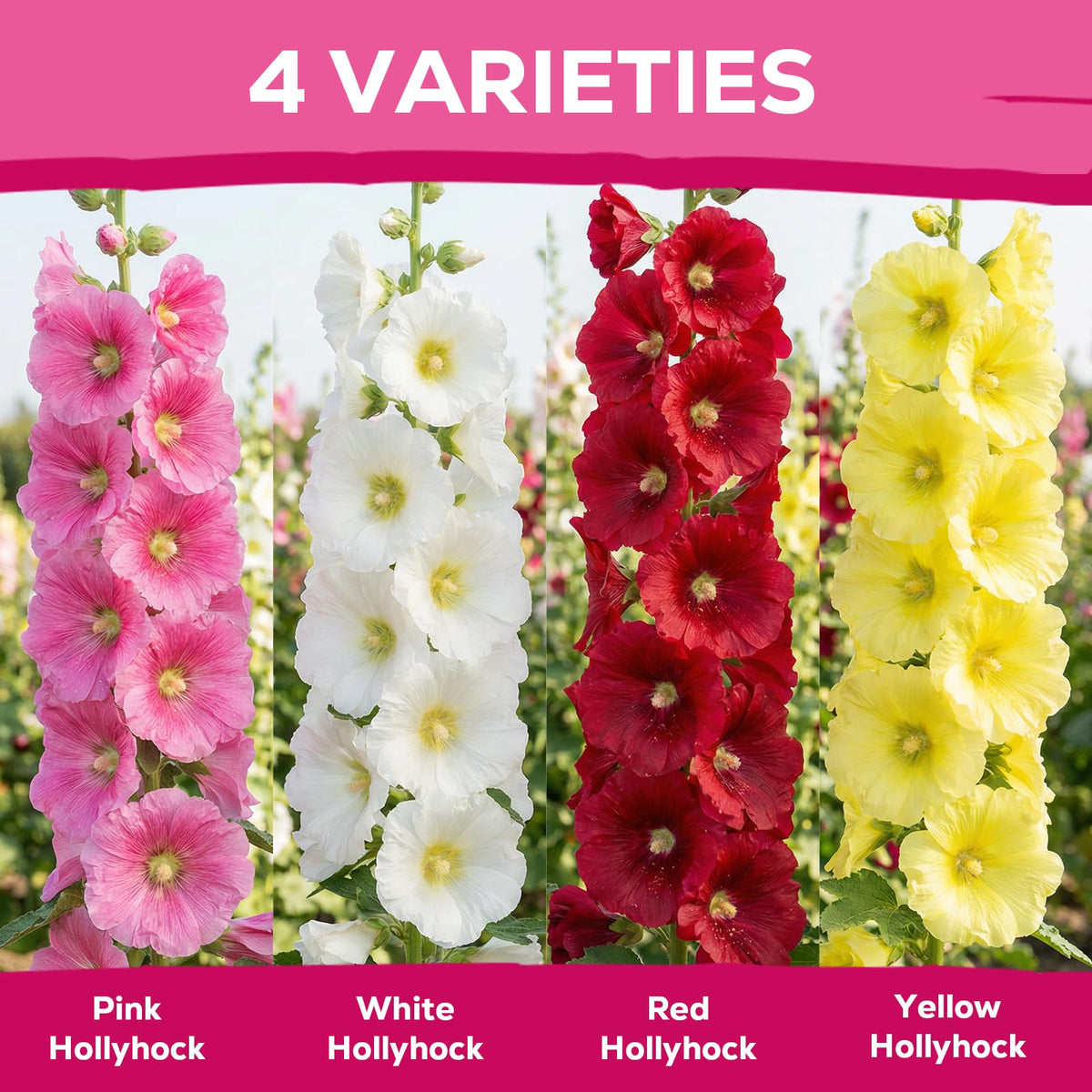 Fruivity hollyhock seeds attract pollinators with vibrant blooms across borders