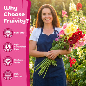 Fruivity hollyhock seeds self-seed, offering repeat color with minimal effort