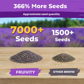 Fruivity lavender seeds indoors setup with starter tray.