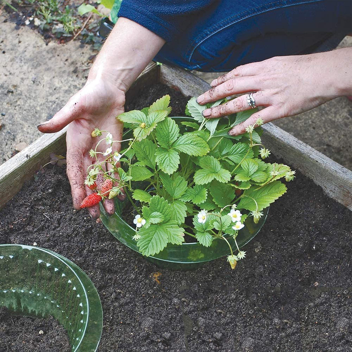 Fshow chemical-free snail defense keeps plants safe and thriving.