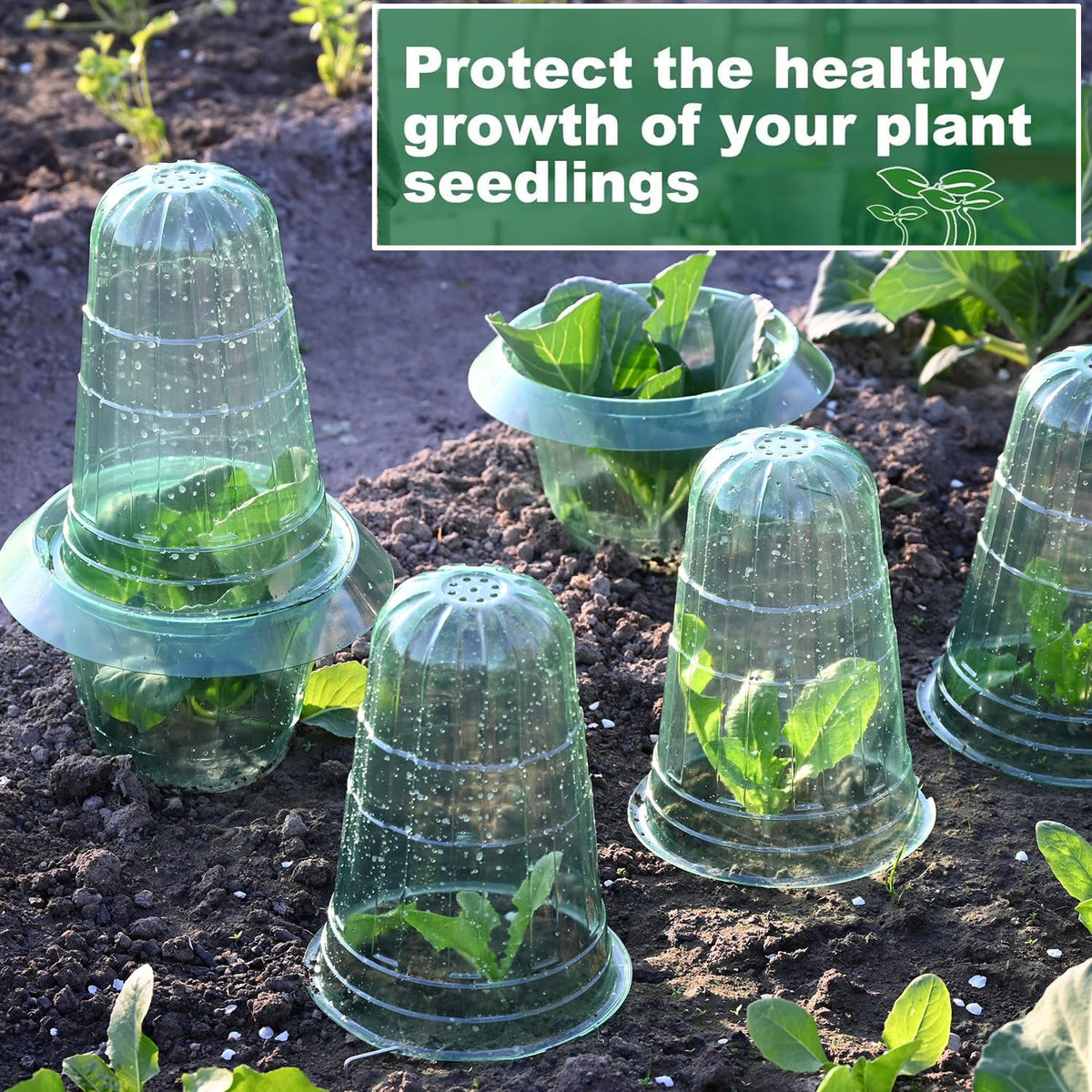 Fshow easy-to-use cloche installation pressed into the ground.