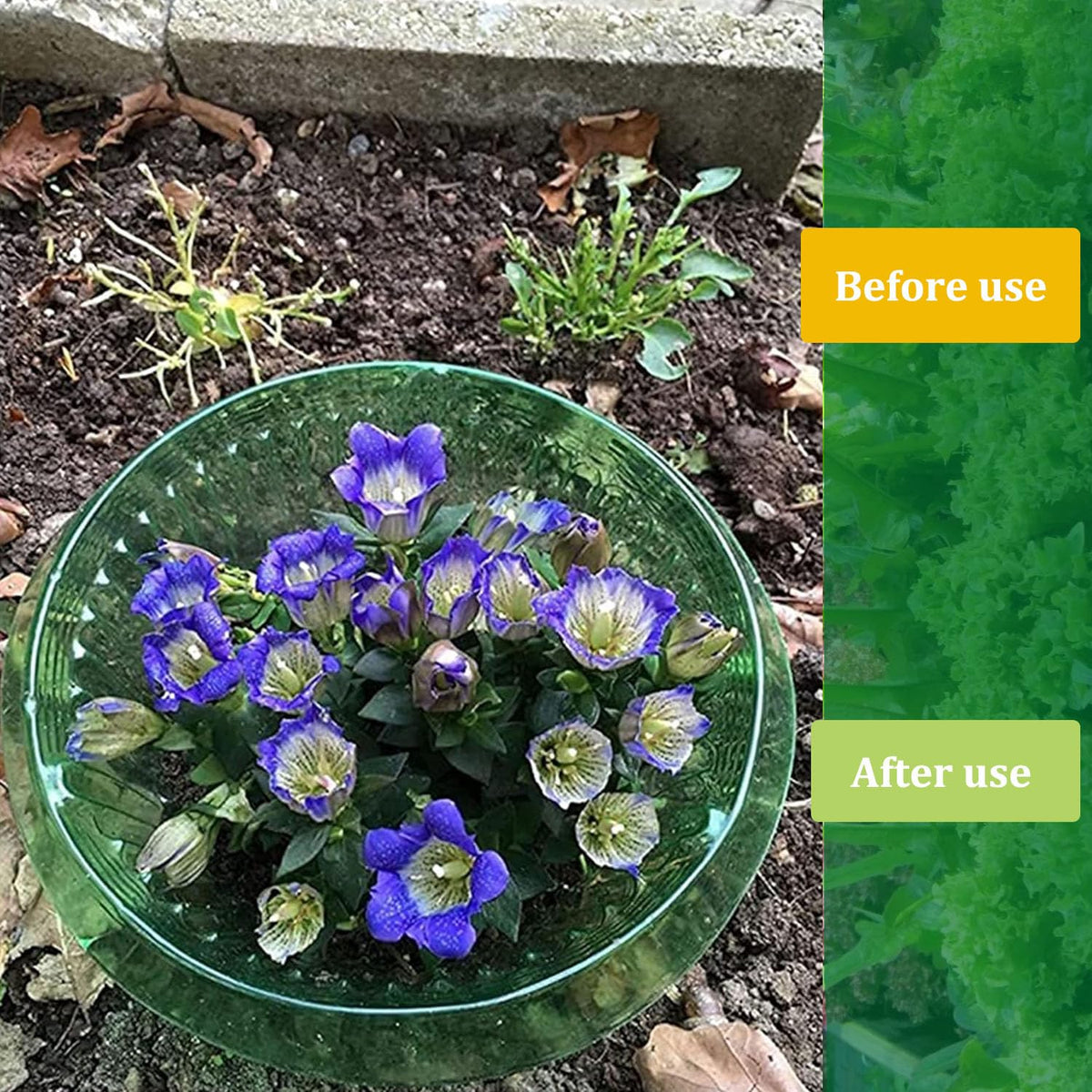 Fshow snail defense barrier on flowers and vegetables for pest control.
