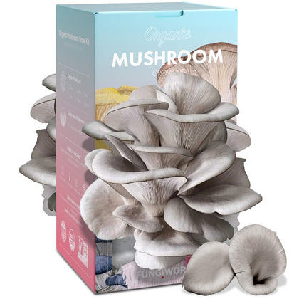 Fungiworks oyster mushroom kit front view, enabling home gourmet harvests.