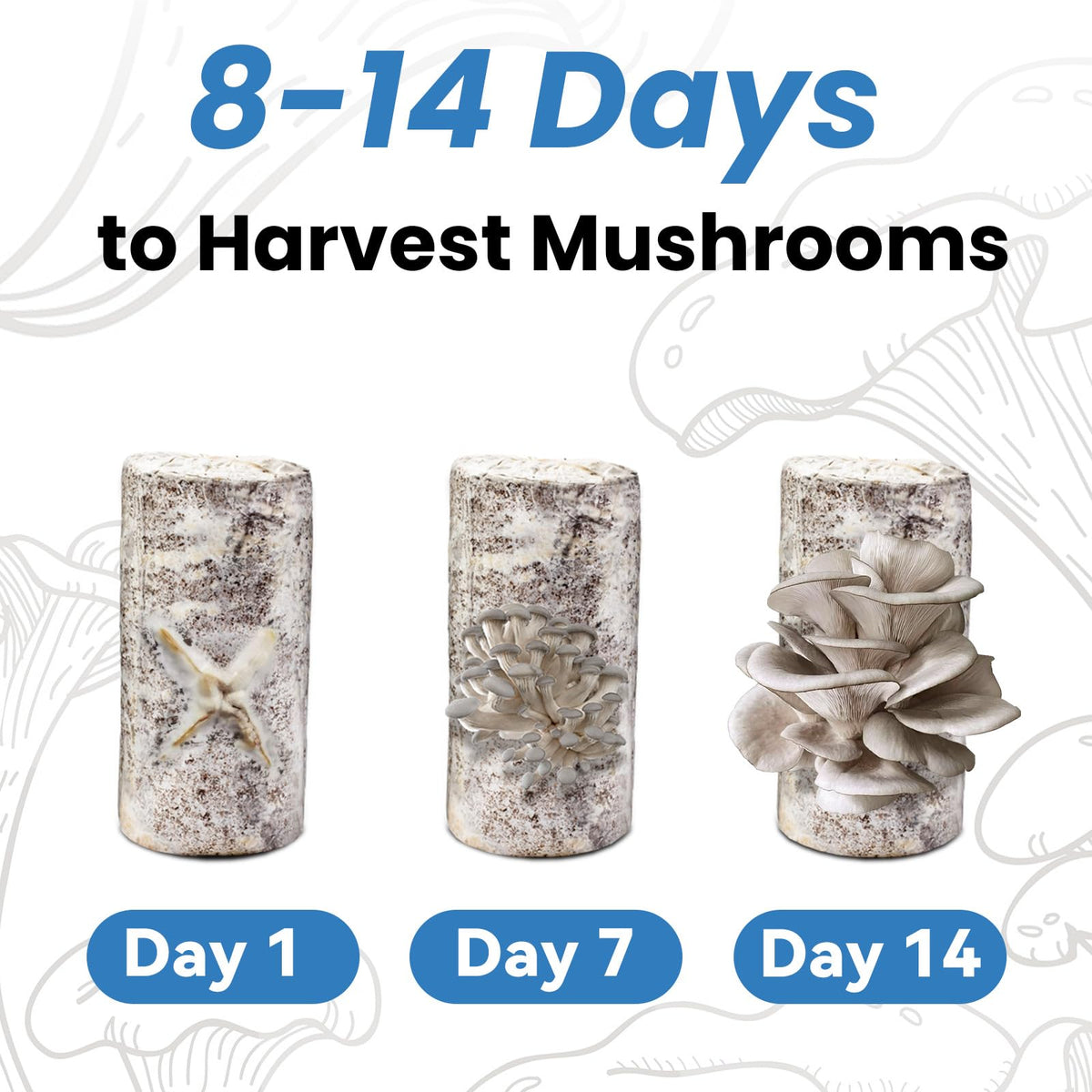 Perfect gift for food lovers and gardeners exploring home cultivation.