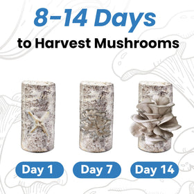 Perfect gift for food lovers and gardeners exploring home cultivation.