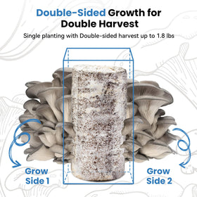 Fungiworks setup indoors, promoting year-round mushroom cultivation.