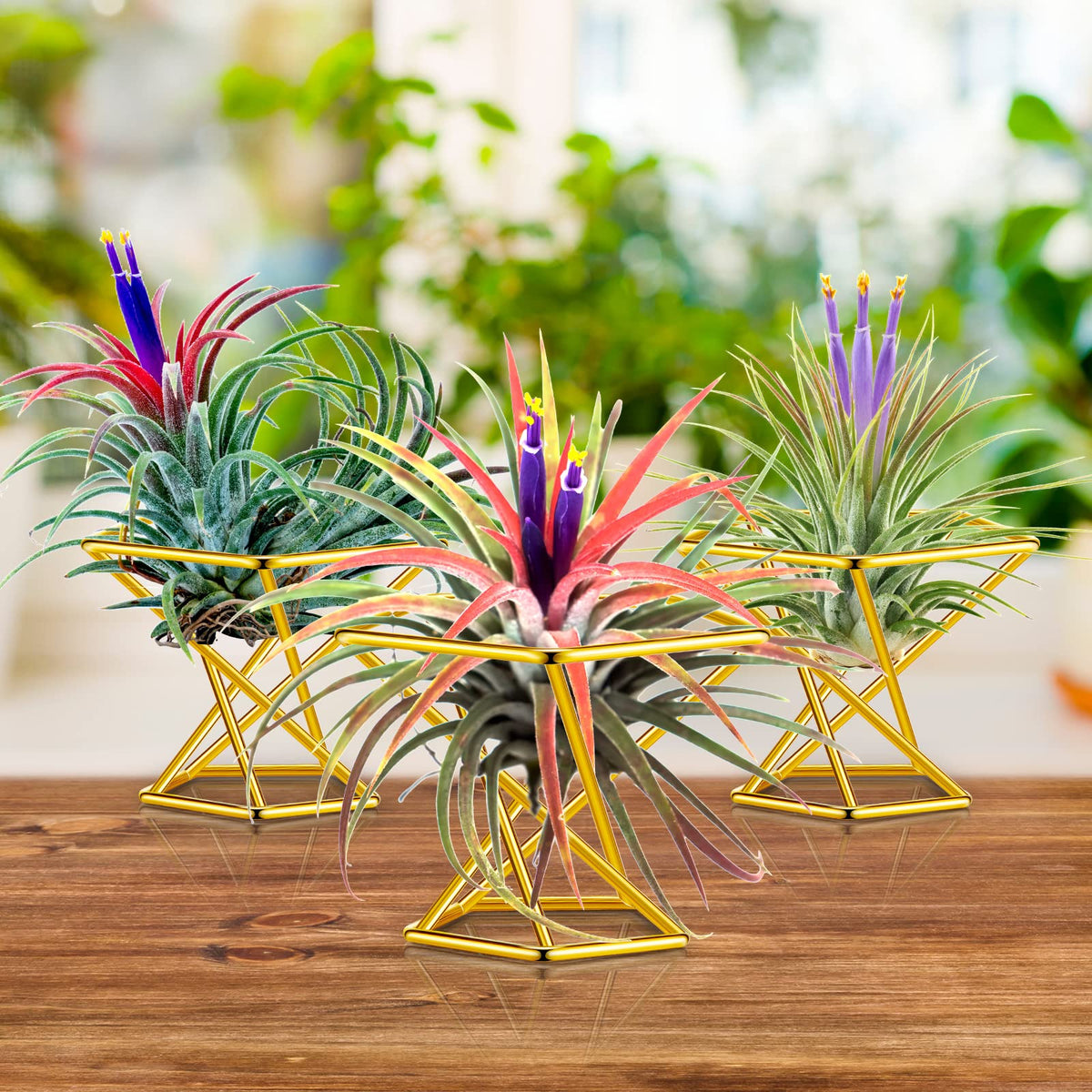 Desk setup with Funrous gold air plant holder and a fern