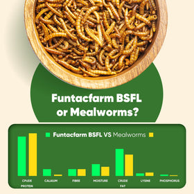 Aroma and crispy texture of Funtacfarm BSFL dried worms appealing to birds.
