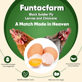Natural, non-GMO BSFL dried worms by Funtacfarm for healthy snacking.