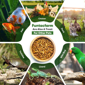 Quality guarantee from Funtacfarm on BSFL dried worms product.