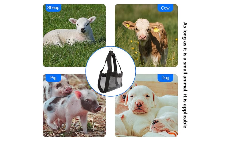Fuziddn ideal for 4-H projects and veterinary weigh-ins on farms.