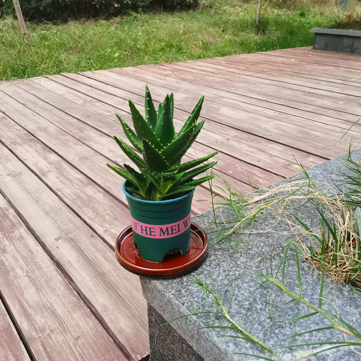 Fzfeiyy ceramic plant saucer 5 inch with water drainage for healthy indoor plants.