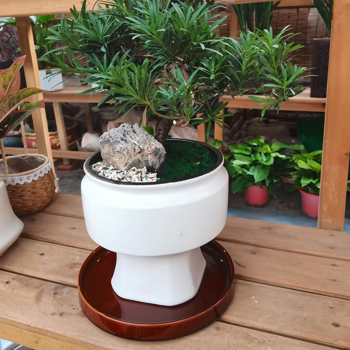 Fzfeiyy ceramic plant saucer suitable for indoor and outdoor setups.