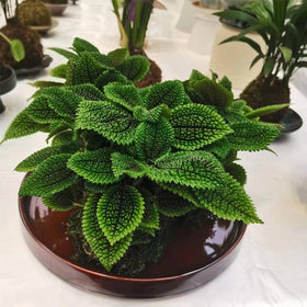 Fzfeiyy minimalist design plant tray complements indoor and outdoor decor.