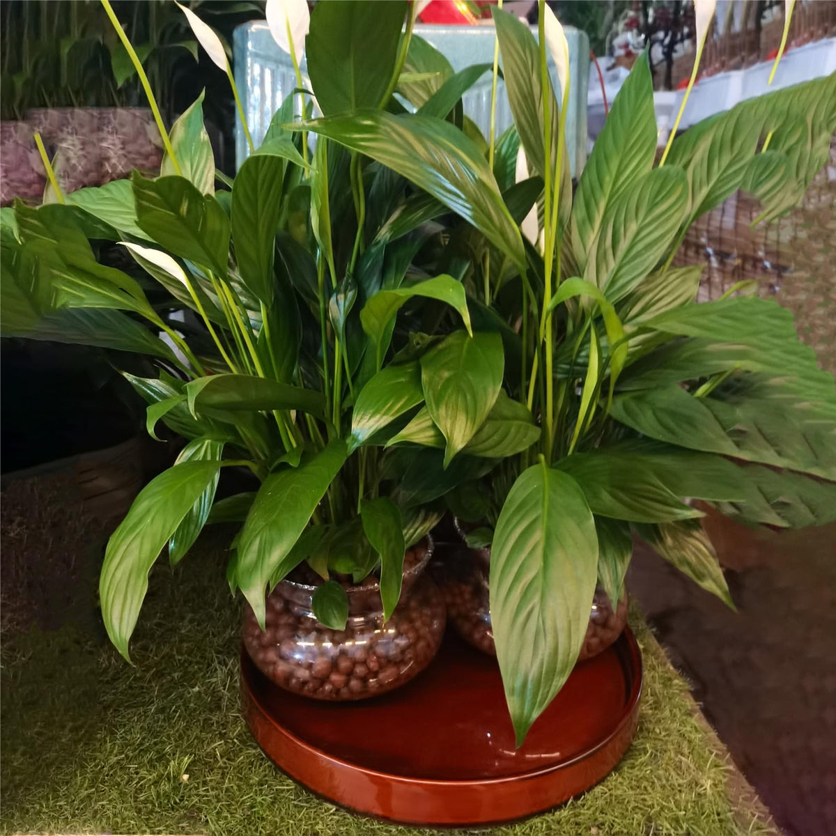 Fzfeiyy 12-inch plant saucer fits many standard pots.