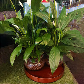 Fzfeiyy 12-inch plant saucer fits many standard pots.
