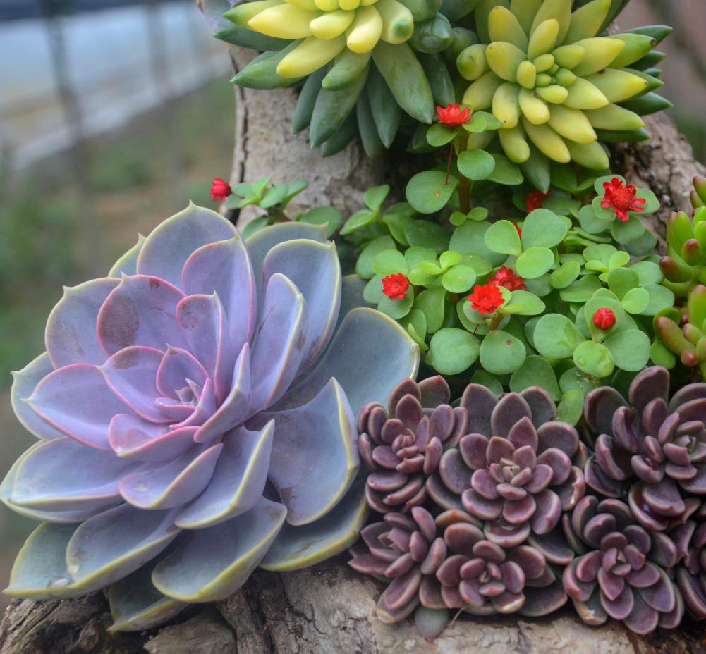 G GOOD GAIN gift-ready mini garden kit for succulent lovers.
