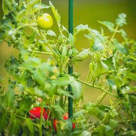 G-LEAF steel core stake demonstrates lasting strength for tall plants.