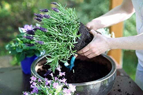 Gaea's Blessing dried lavender harvest ideal for sachets