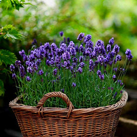 Gaea's Blessing lavender bud close-up, showcasing fragrant blooms