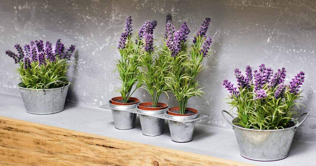 Gaea's Blessing lavender garden plant thriving in sunny border