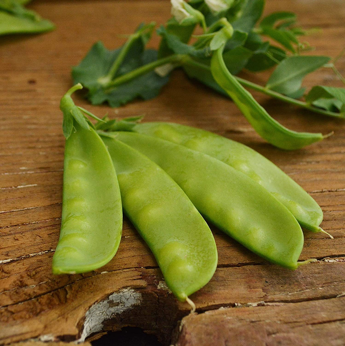 Gaea's Blessing snow pea flowers in a garden setting, signaling pollination and growth.