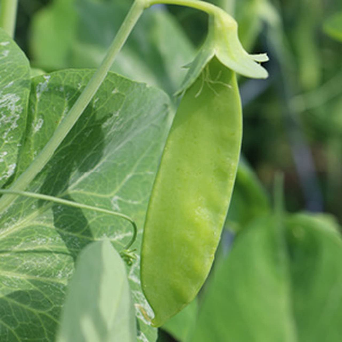 Gaea's Blessing snow pea pods about 3 inches long in light green hue.