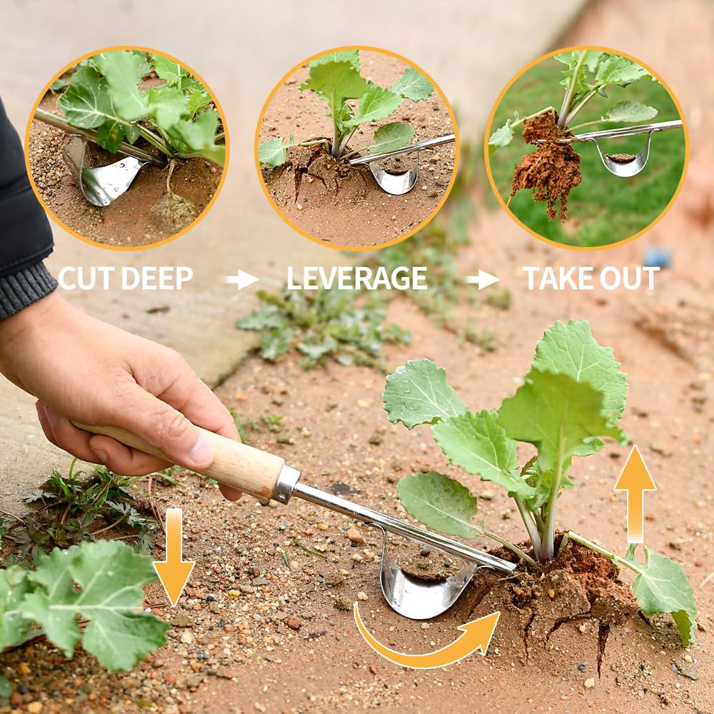 GANCHUN four-teeth weed puller loosens soil for digging and transplanting.