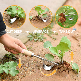 GANCHUN four-teeth weed puller loosens soil for digging and transplanting.