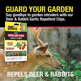 Garden and tree protection setup using garlic repellent clips around ornamentals and fruit trees.