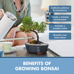 Garden Republic Bonsai Kit wood box planter doubles as a display container.