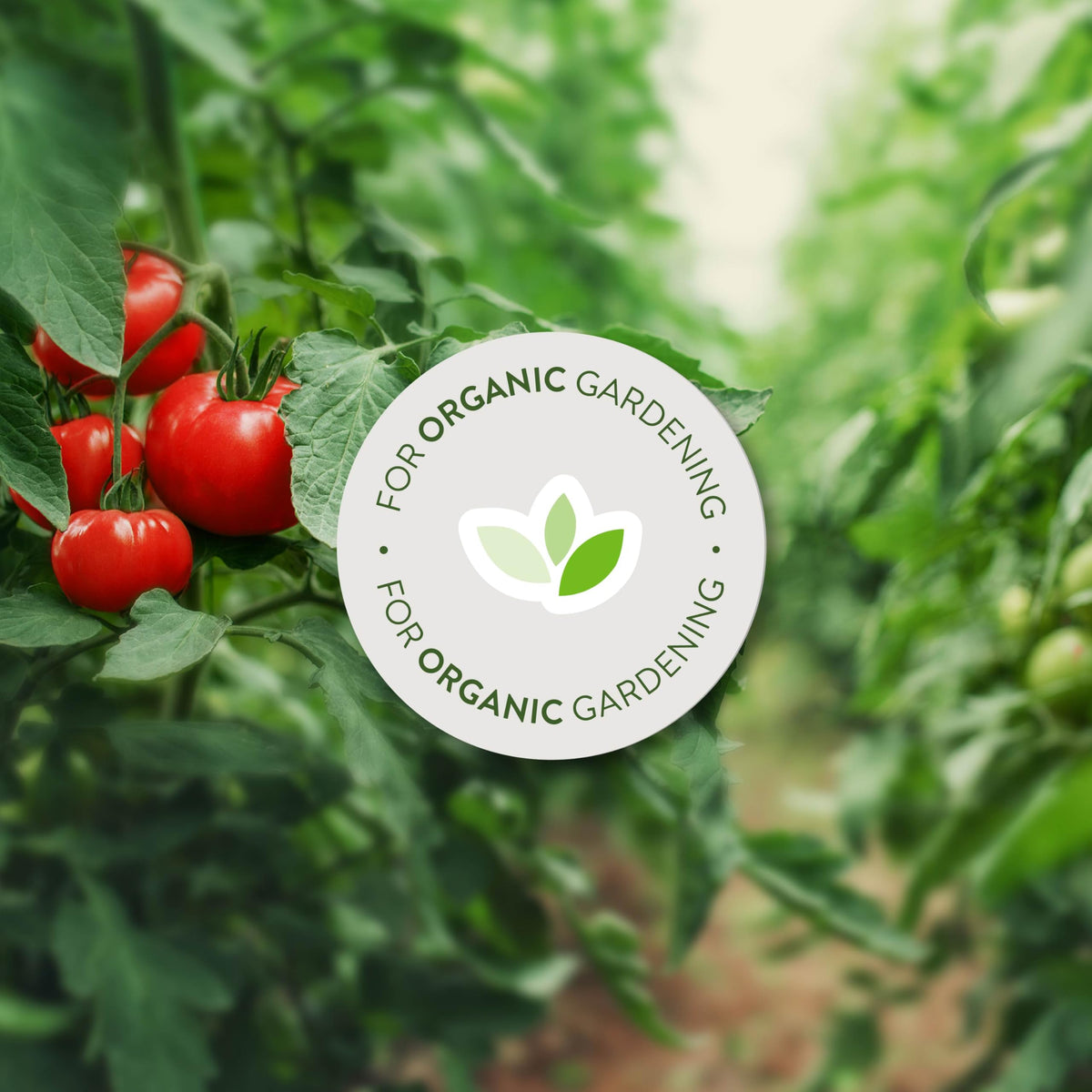 Garden Safe Fungicide3 container photographed next to harvest-ready produce.