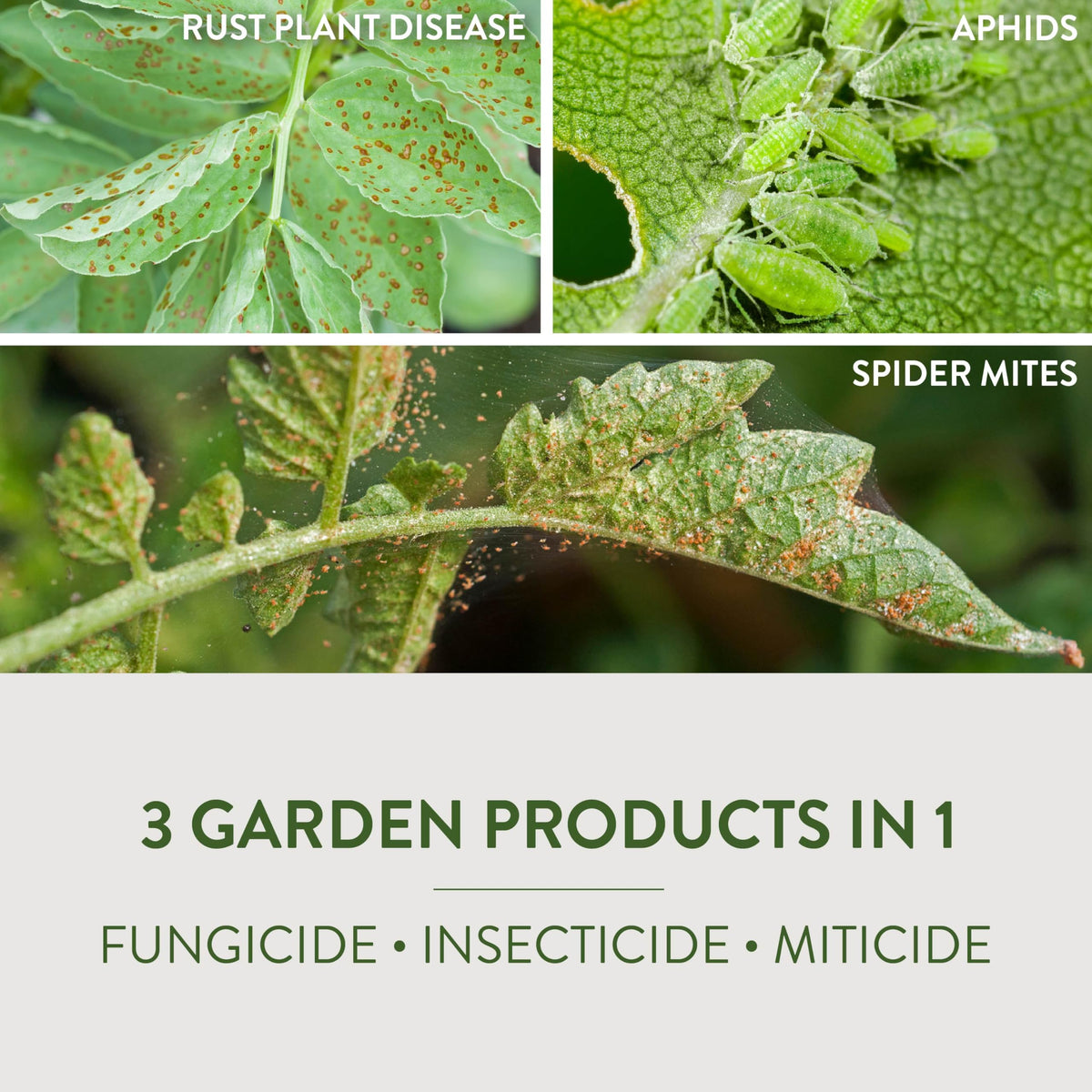 Garden Safe Fungicide3 on roses and flowers with neem oil.