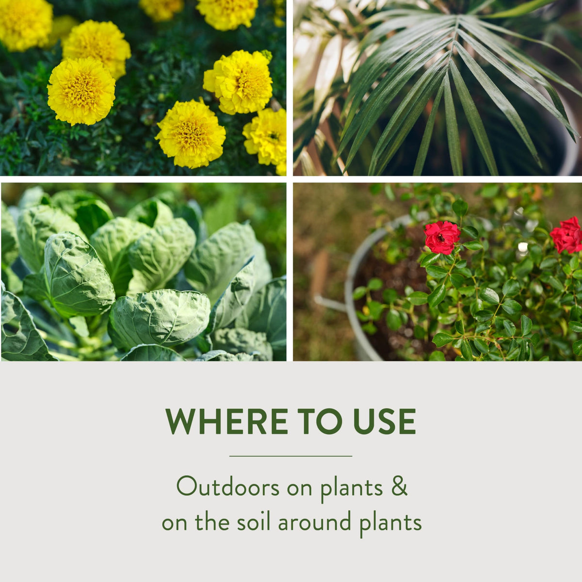 Garden Safe product visible outdoors on patio soil for pest control.