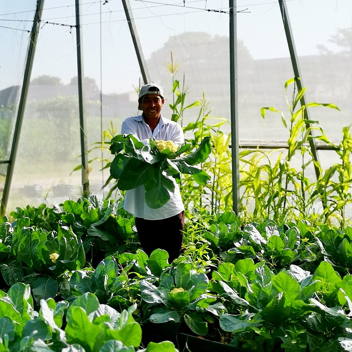 Garden Tailor netting over vegetable beds reduces pest pressure during growth.