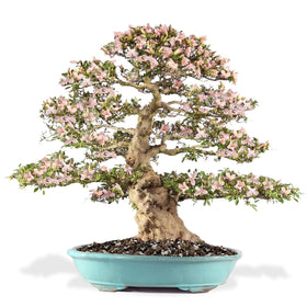 Close-up of Gardenera soil texture showing balanced particle sizes for bonsai care.