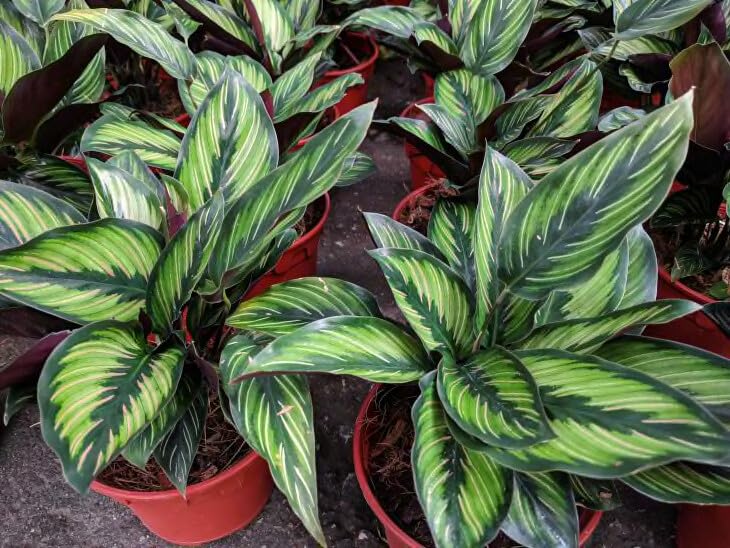 Gardenera Calathea potting mix closeup shows airy texture for root health