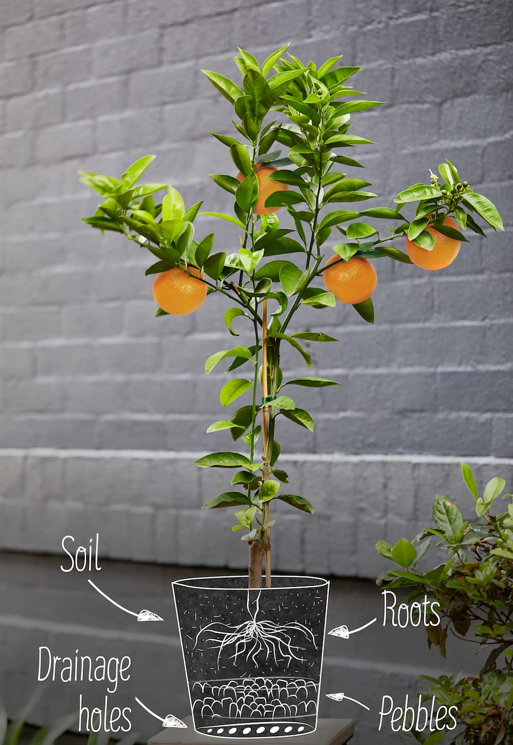 Gardenera Citrus Tree Potting Soil Mix hand-mixing scene on small batch production