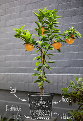 Gardenera Citrus Tree Potting Soil Mix hand-mixing scene on small batch production