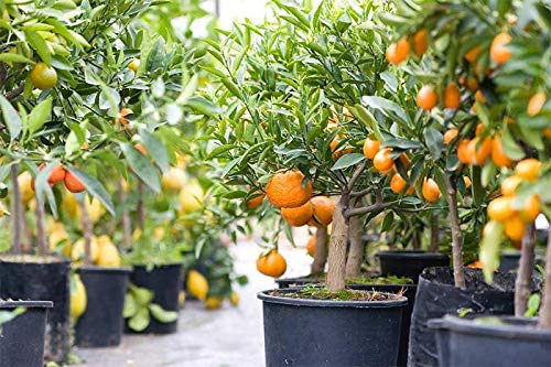 Gardenera Citrus Tree Potting Soil Mix closeup of organic peat moss and worm castings for nutrients