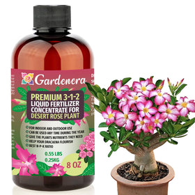 Gardenera Desert Rose bloom close-up highlighting vibrant flowers enhanced by fertilizer.